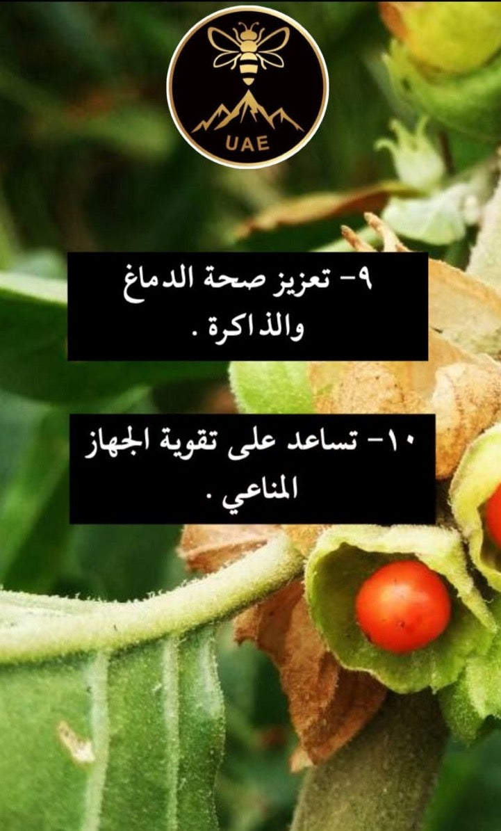 عسل سدر جبلي مشبع بالاشواجندا