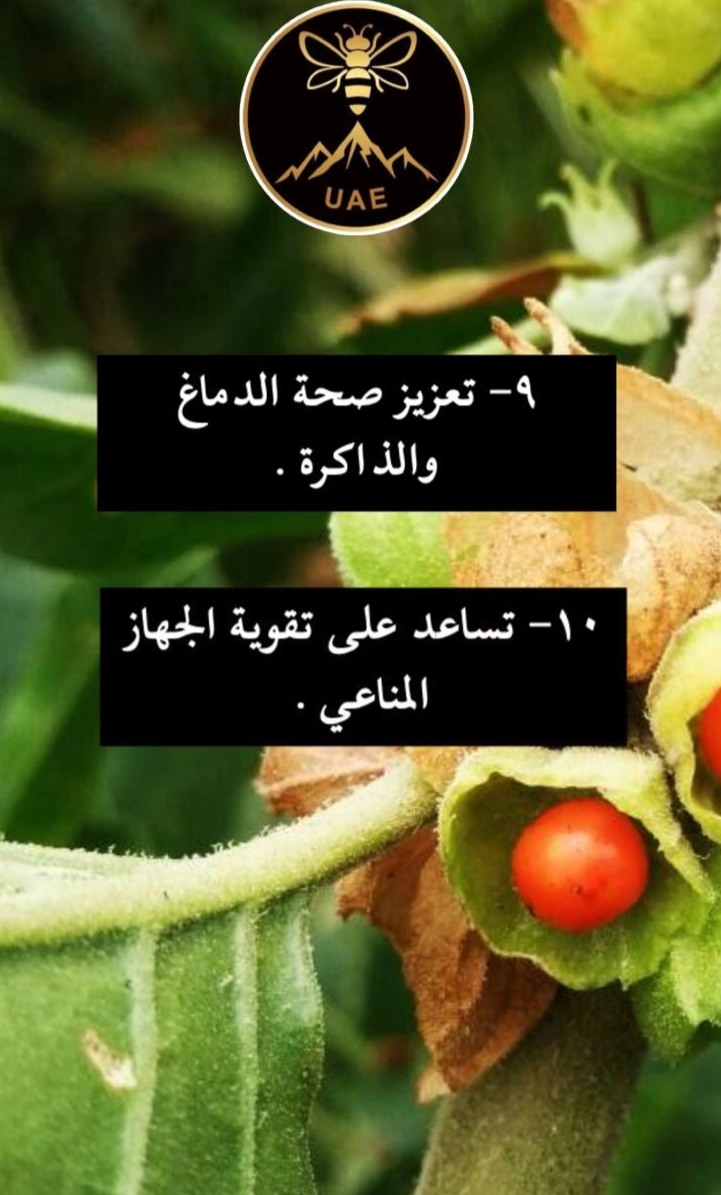 الاشواجندا|ASHWAGANDHA