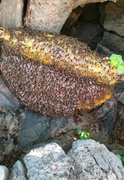 Mountain Sidr honey ( small bee ) _ OMAN